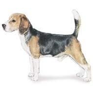 7.5cm x 5cm Acrylic Fridge Magnet-Beagle