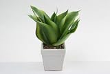 CACTUS 部屋の空気をきれいする光触媒のサボテンです。2個セット。アゲイプラント 3382×2