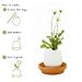Kitchen & Housewares : Eggling Flower - Chrysanthemum