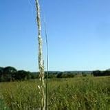 Rough Dropseed (Sporobolus asper) - Jumbo Wildflower Seed Packet