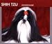 shih tzu - Shih Tzu 2008 Desk Calendar - Dog Calendars