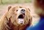 Bear CSI