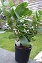 Citrus Navel Orange Tree