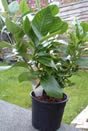 Citrus Navel Orange Tree