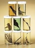 SciEd Basic Botanical Collection