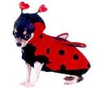 Lady Bug Dog Costume -Size 4