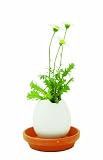 from Eggling Egglings (Petunia)