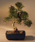 Bonsai Boy's Chinese Flowering White Serissa<br>Bonsai Tree of a Thousand Stars <br>Curved Trunk Style Extra Large<br>(serissa japonica)