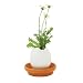 Egglings (Petunia)