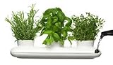 growing basil indoor-Sagaform 5015274 Stoneware Herb Pot Trio, White