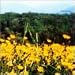 Search : Buttercup