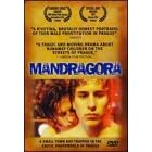 Mandragora