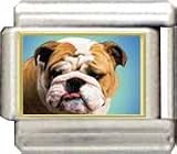 Clearly Charming Bulldog Italian Charm