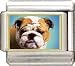 Clearly Charming Bulldog Italian Charm