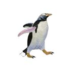 Gentoo Penguin Silver and Enamel Pin
