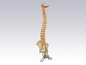 Lifesize Chiropractic Spine (Spinal) Model
