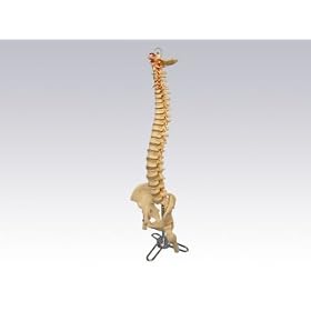 Lifesize Chiropractic Spine (Spinal) Model