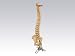 Lifesize Chiropractic Spine (Spinal) Model