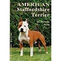 American Staffordshire Terrier