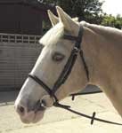Leather Bridle in Cob size/Black