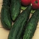 SUTTONS SEEDS: Cucumber F1 Burpless Tasty Green Seeds (20 seeds)