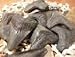 1 Megalodon Fossilized Shark Tooth