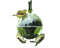 Duncraft Cling-A-Wing Unique Design Durable Plastic