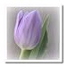 Elegant Lavender Tulip- Flowers- Photography- Easter - 6x6 Iron On Heat Transfer For White Material