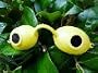 Super Sunnies UV Eye Protection Tanning Goggles Eyeshields One Pair