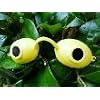 Super Sunnies UV Eye Protection Tanning Goggles Eyeshields One Pair