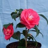 Review   / Camellia Lady Clare