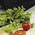 SUTTONS SEEDS: Lettuce Cancan Seeds (190 seeds)