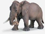 African Elephant Female