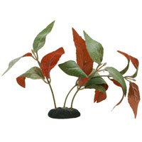 Hygrophila Red Plant - 8 in.