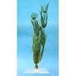 Hairgrass Aquarium Plant, 12" Green