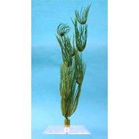 Hairgrass Aquarium Plant, 6