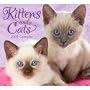 Kittens and Cats 2009 Mini Wall Calendar