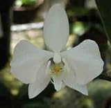 Phalaenopsis rosenstromii x self F5063