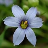 Stout Blue-eyed Grass (Sisyrinchium angustifolium) - Jumbo Wildflower Seed Packet