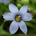 Stout Blue-eyed Grass (Sisyrinchium angustifolium) - Jumbo Wildflower Seed Packet
