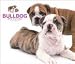 bulldog16 - Bulldog 2010 Deluxe Wall Calendar