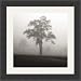 Art Select Fog Tree Study l by Jamie Cook Framed Art Ea - Model SP9129 Categorization: Office Framed Art & Decor > B and W Photography Framed Art
