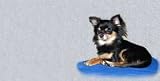 AIRBRUSHED LICENSE PLATES -LONG HAIRED CHIHUAHUA LICENSE PLATE - #1579