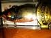 Rat-l-trap 1/2 Oz Shad Color: Gold Orange Craw