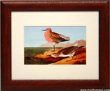 Red Breasted Sandpiper By John J. Audubon Print Framed & Matted 16x13