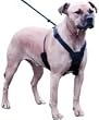 Non Pull Harness...
