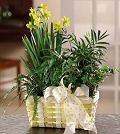 Same Day Flower Delivery Happy Birthday Garden