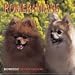   - Dog Breeds Pomeranians Mini Calen