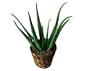 Aloe Vera - - Ships Express 2-Day