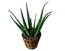 Aloe Vera - Potted Plant in Terra Cotta Planter
